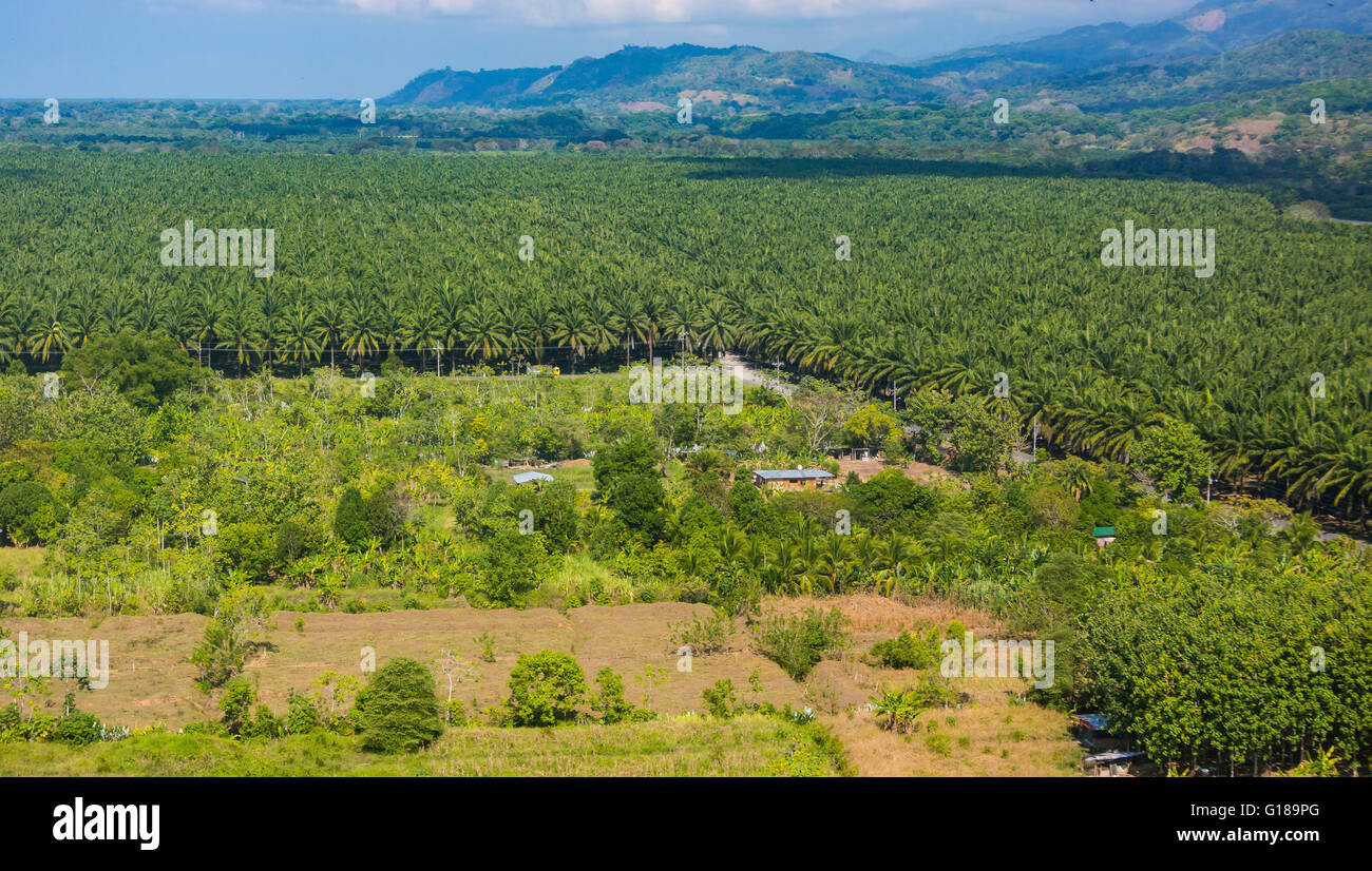 COSTA RICA - Aerial of palm oil plantation. Stock Photo