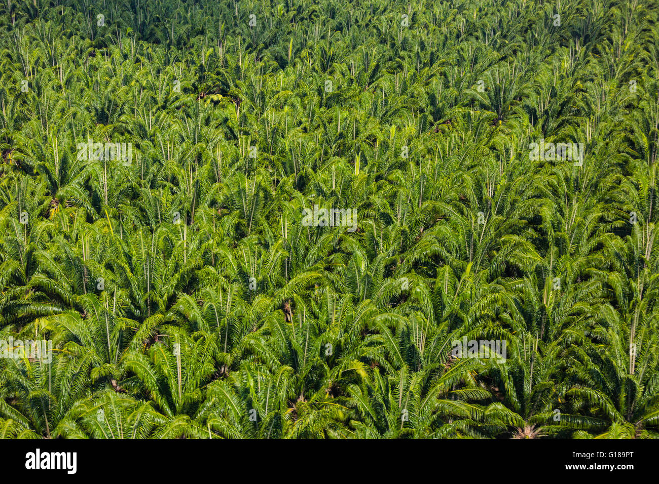 PALMAR SUR, COSTA RICA - Aerial of palm oil plantation, in Puntarenas Province Stock Photo