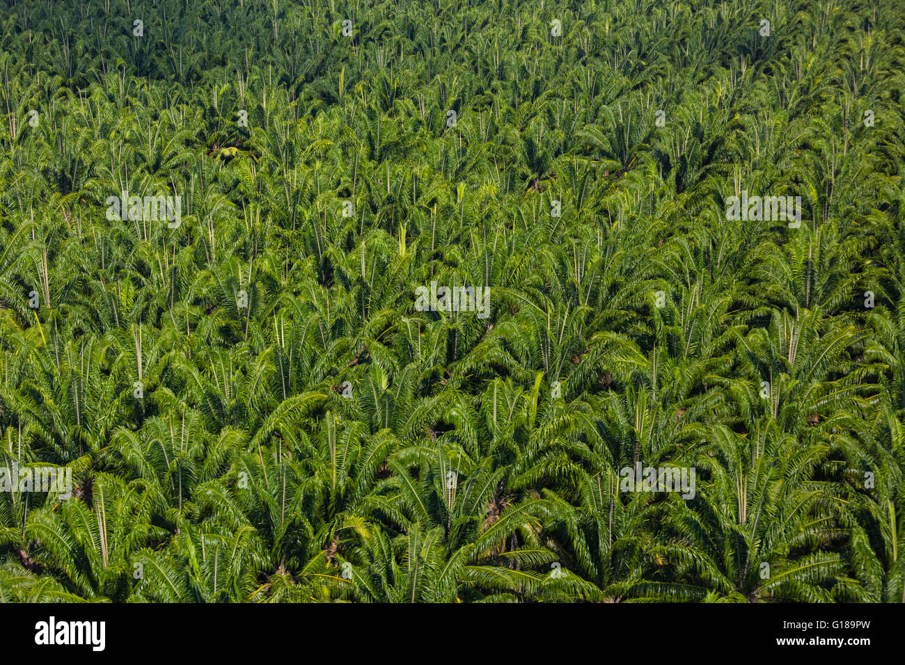 PALMAR SUR, COSTA RICA - Aerial of palm oil plantation, in Puntarenas