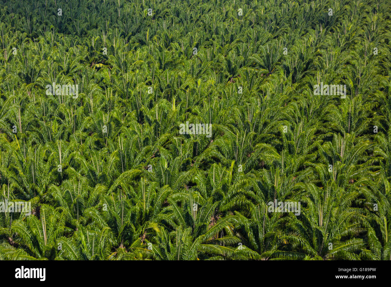 PALMAR SUR, COSTA RICA - Aerial of palm oil plantation, in Puntarenas Province Stock Photo