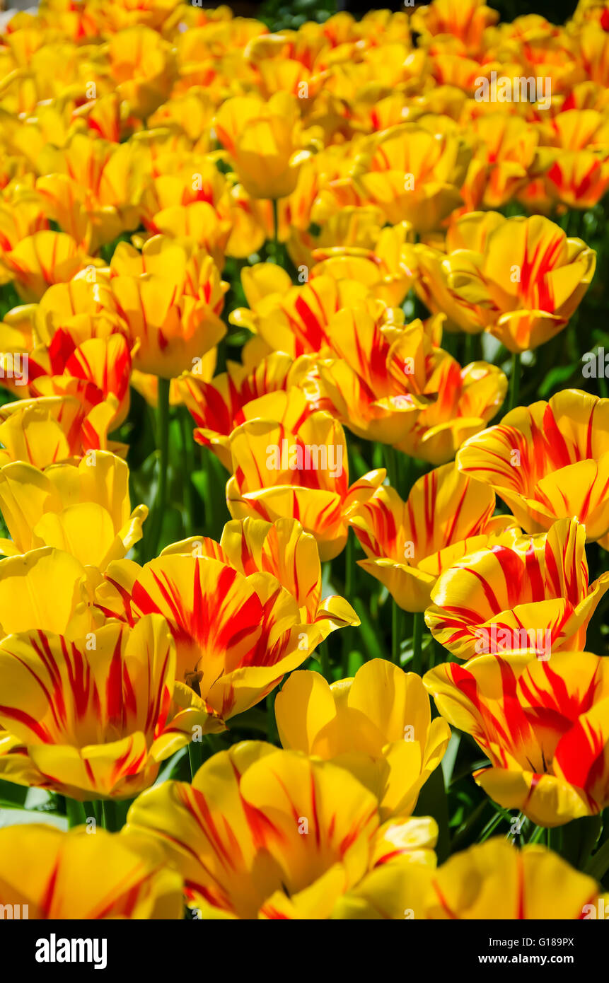 Tulips. Glade of tulips in the park. Keukenhof. Holland Stock Photo - Alamy