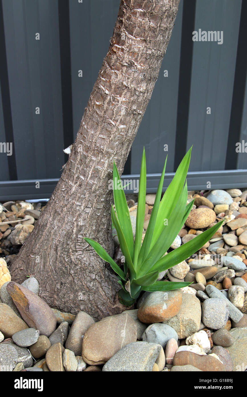 Yucca elephantipes or other names spineless Yucca or soft-tipped Yucca with young plant Stock Photo