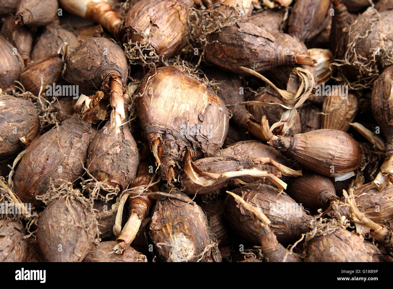 Close up of Jonquil bulbs ready for planting Stock Photo