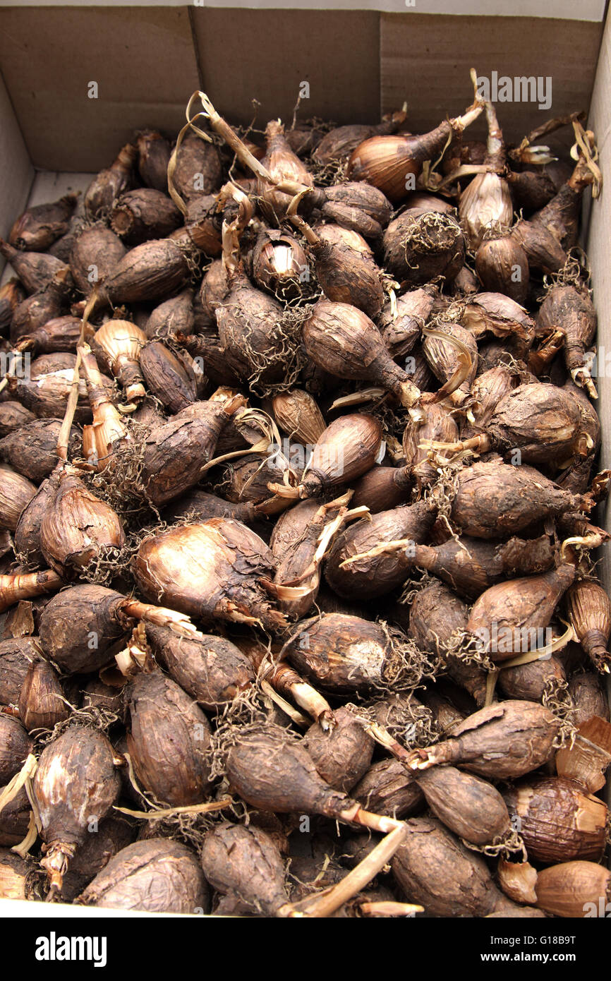 Close up of Jonquil bulbs ready for planting Stock Photo Alamy