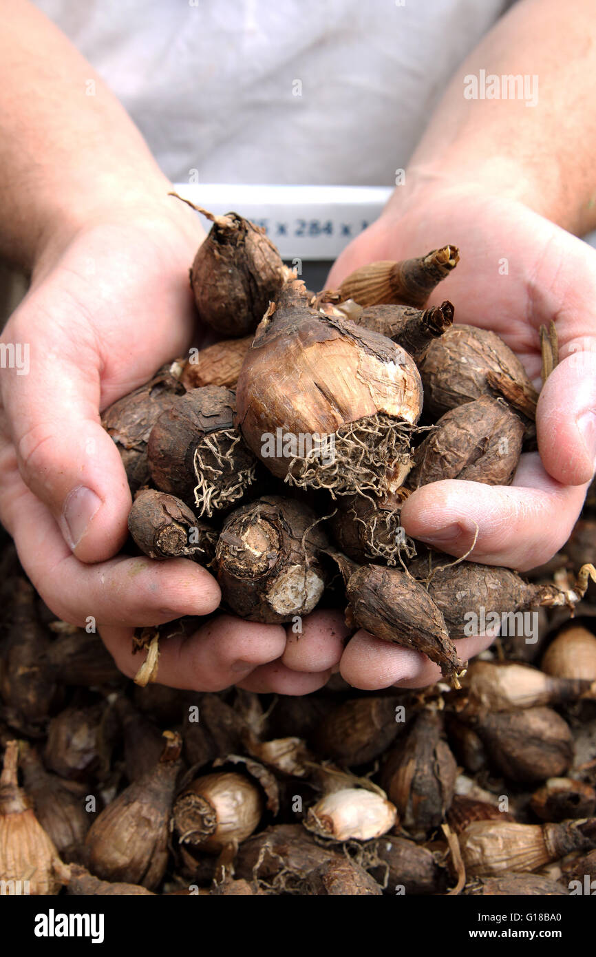 Close up of Jonquil bulbs ready for planting Stock Photo Alamy