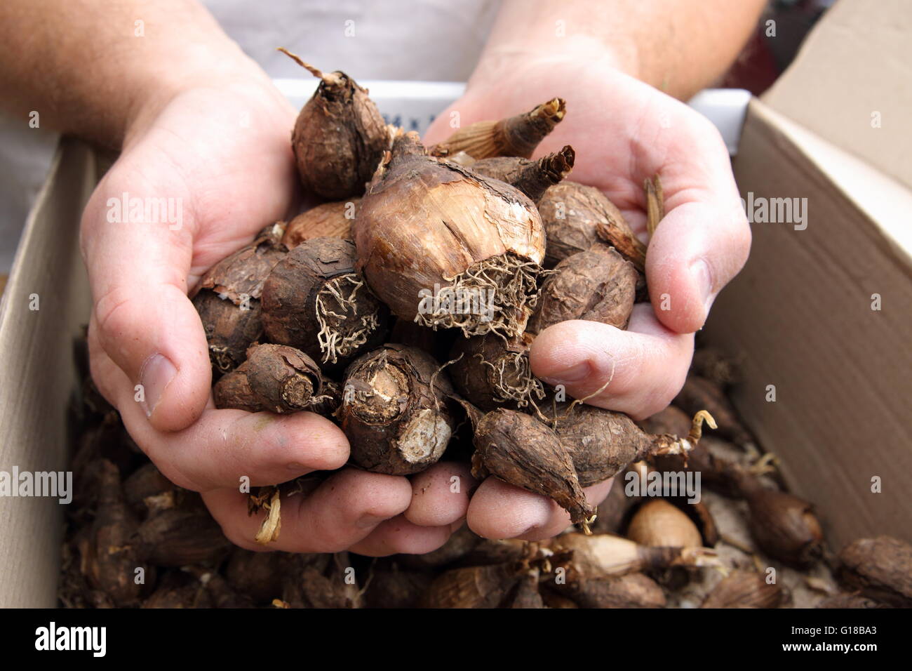 Close up of hand holding Jonquil bulbs ready for planting Stock Photo
