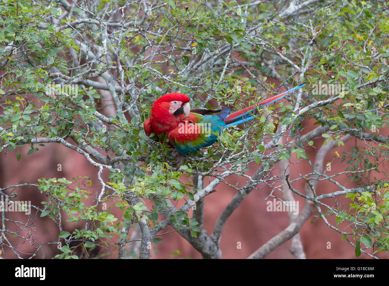 Red-and-green Macaw (Ara chloropterus), Buraco das Araras, Mato Grosso do Sul, Brazil Stock Photo