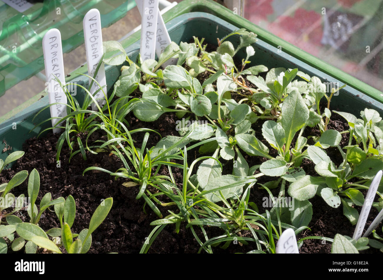 Young hardy perennial plug plants growing on in a seed tray including