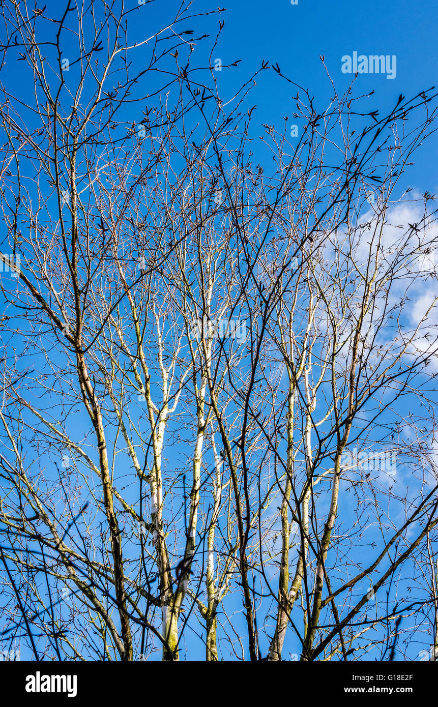 Silver birch tree against blue sky in early Spring Stock Photo