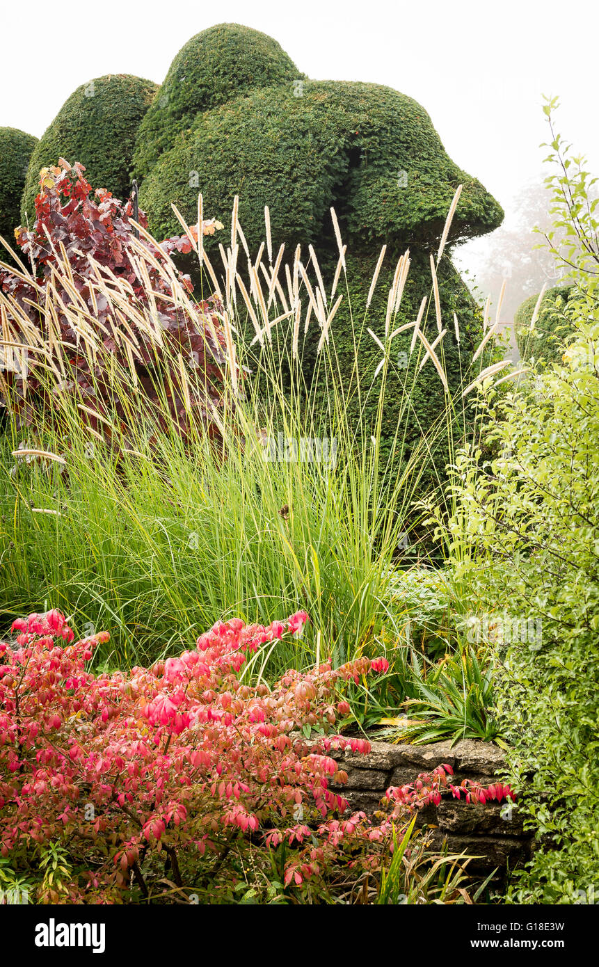 Mixed herbaceous border with autumn leaf colour on euonymus shrub ornamental grasses and large yew topiary hedge Stock Photo