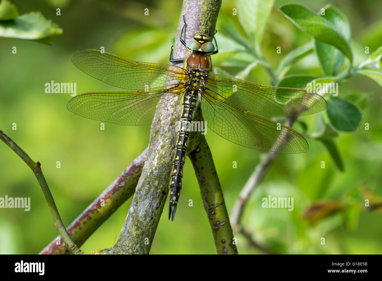 Female Hairy Hawker Dragonfly resting on a branch Stock Photo