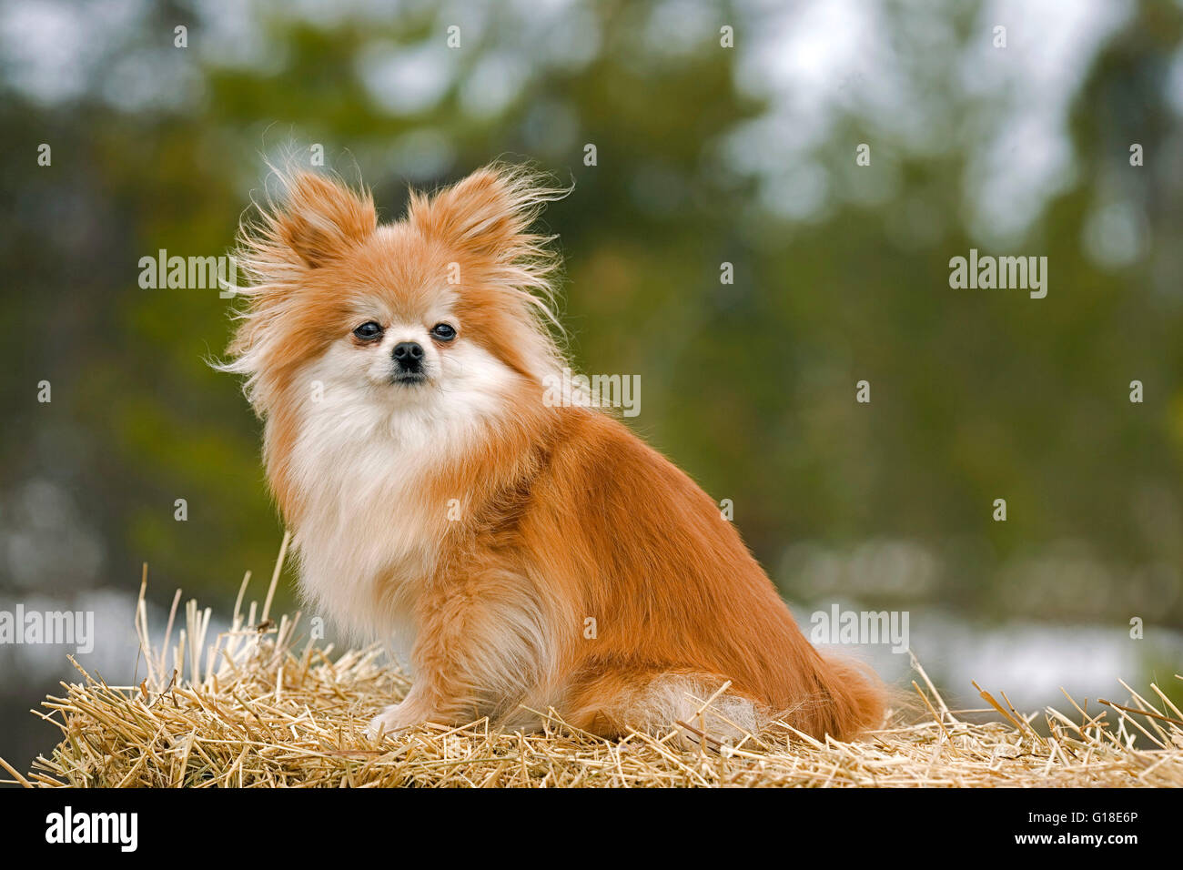 Pomeranian sitting on straw bale, portrait Stock Photo