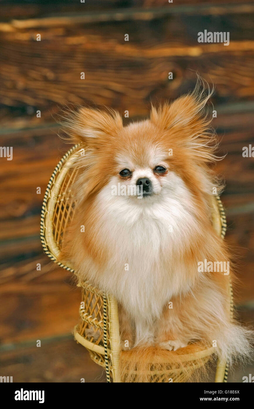 Pomeranian sitting in miniature wicker chair Stock Photo