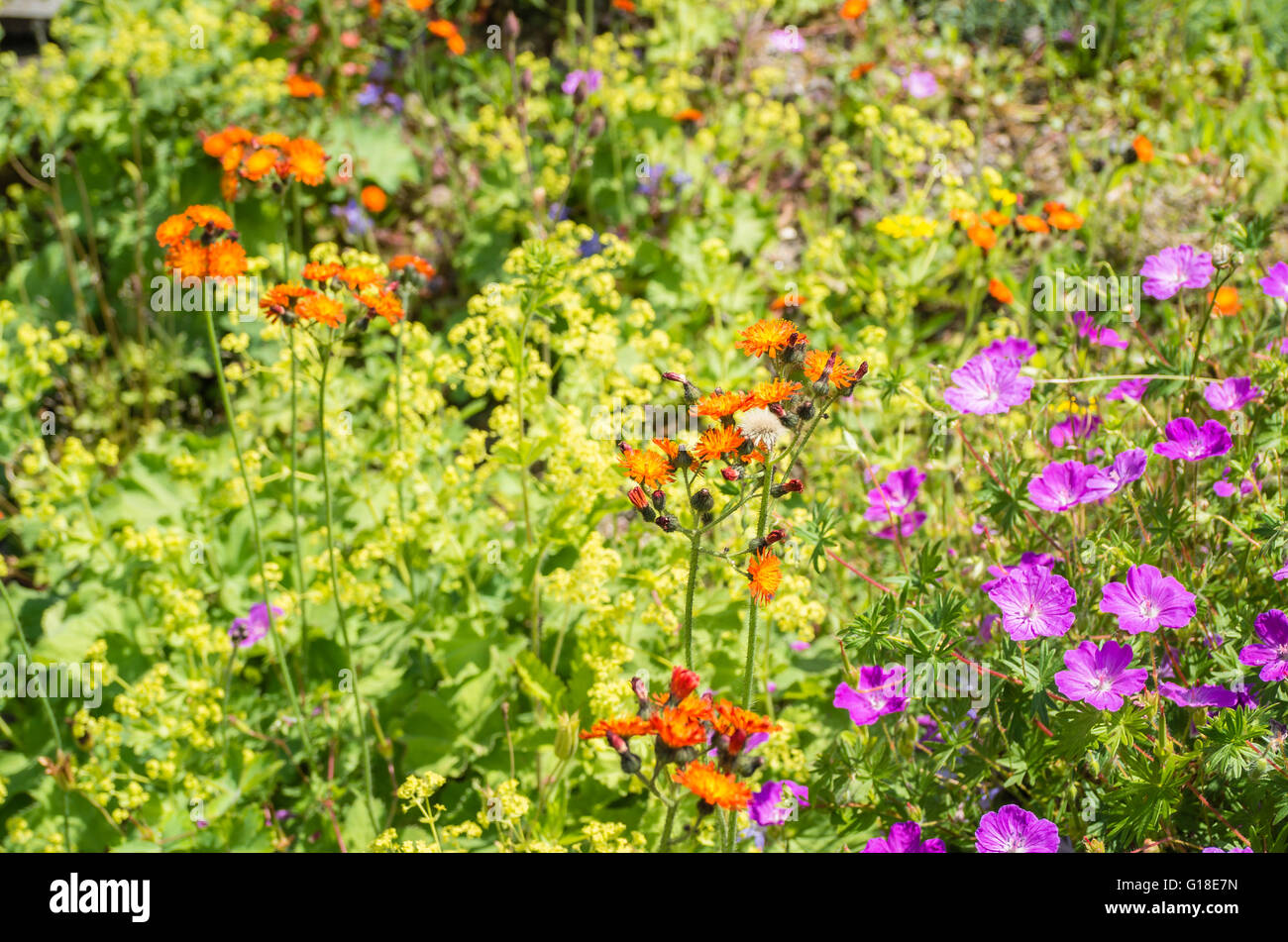 Mixed wild flowers including  Fox and Cubs and geranium maculatum Stock Photo