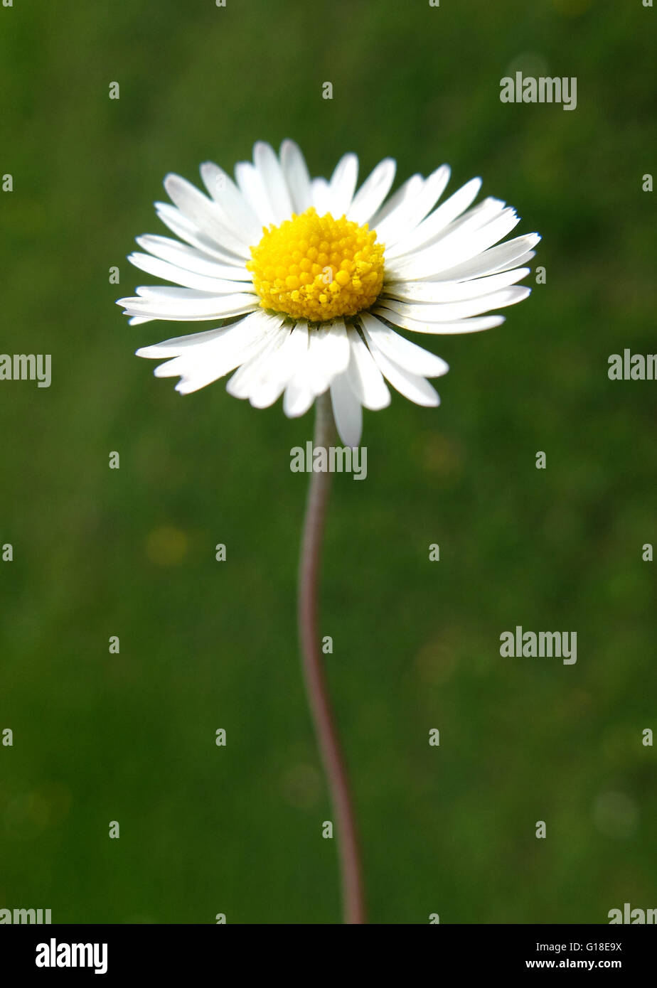 Common daisy Stock Photo Alamy