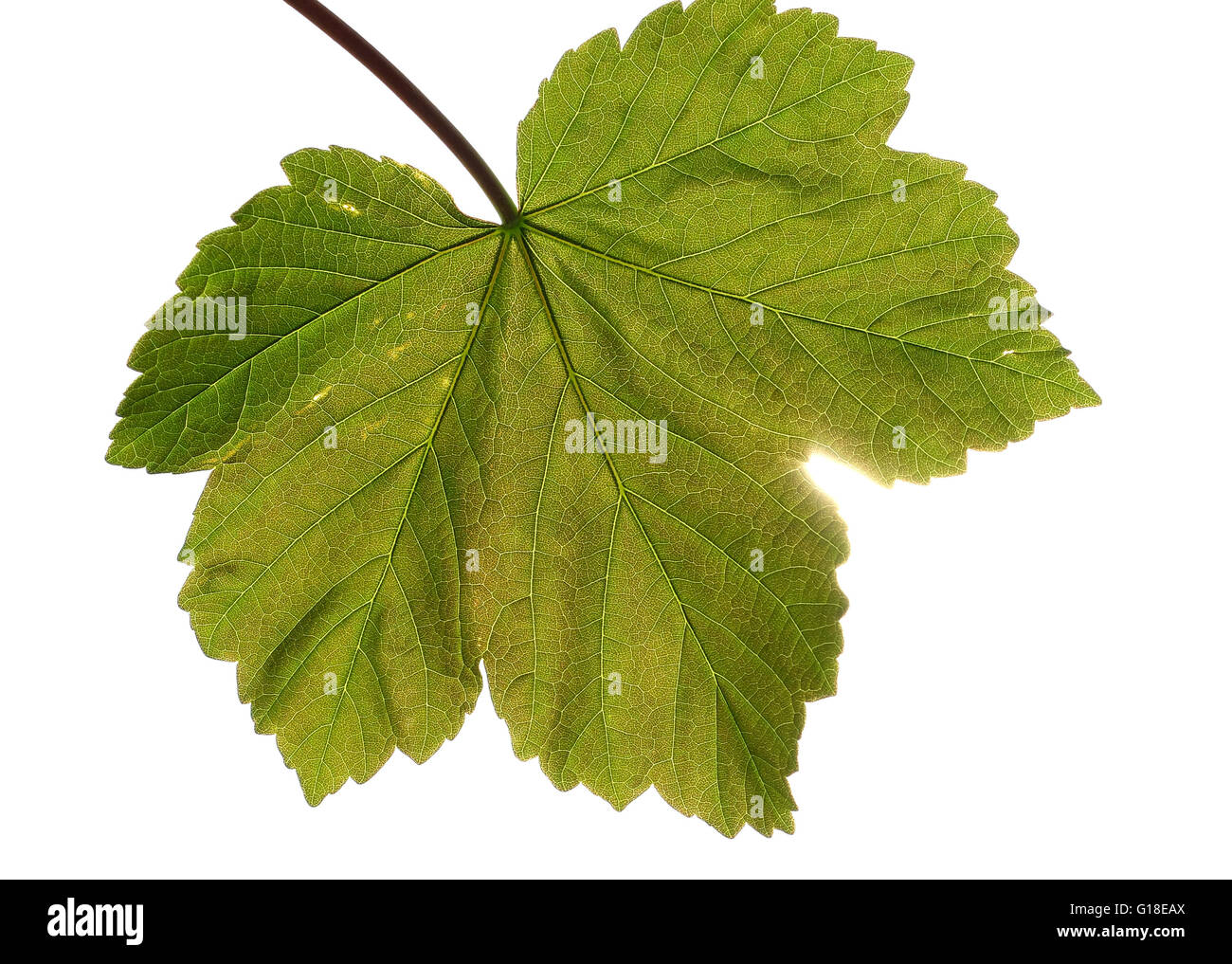 Sycamore leaf Stock Photo