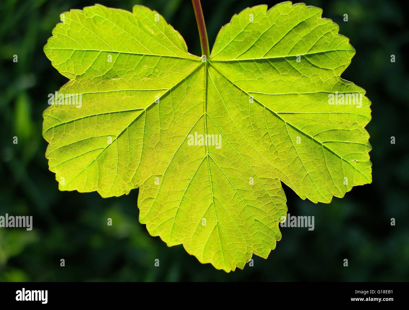 Sycamore leaf hi-res stock photography and images - Alamy