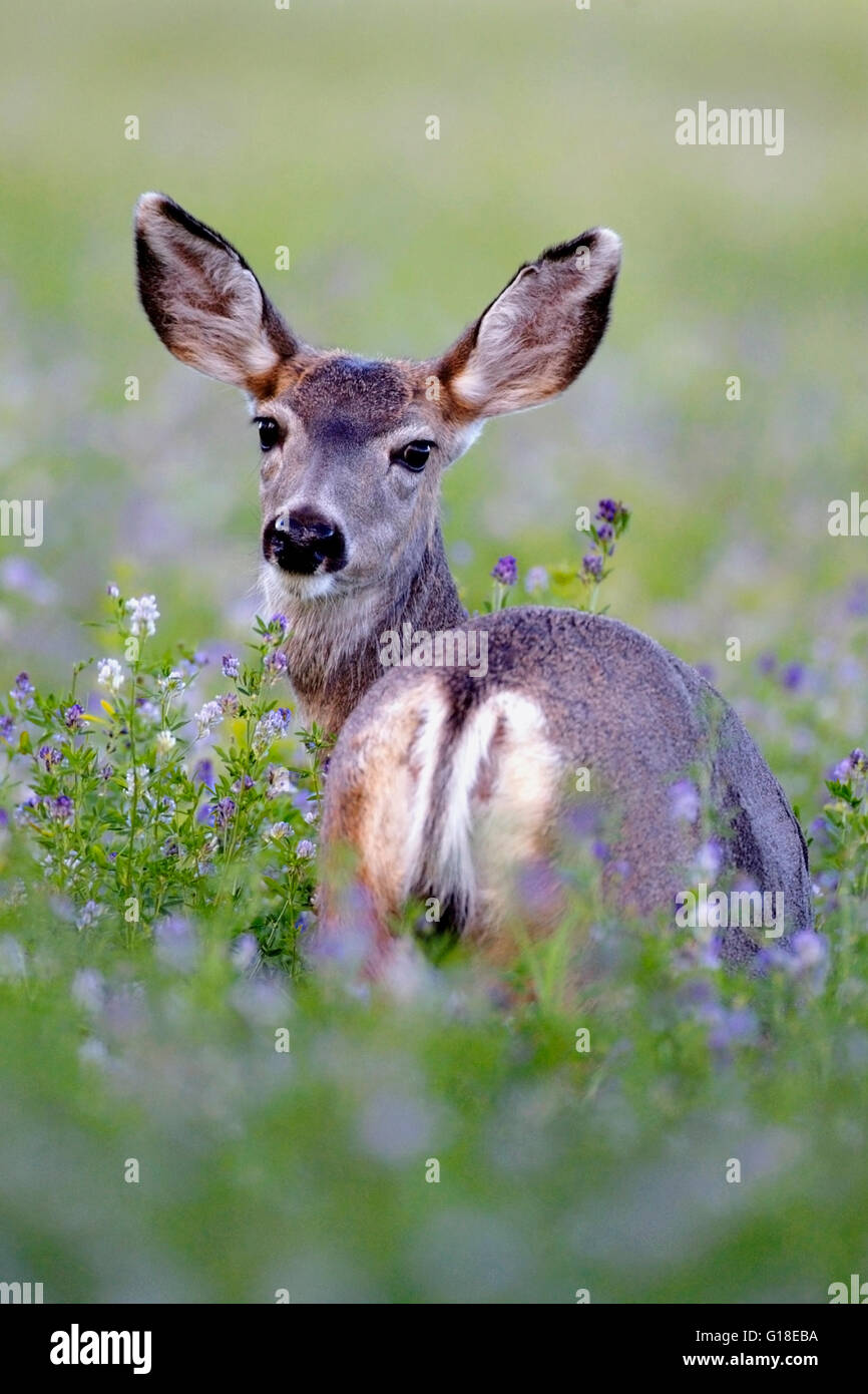 Mule Deer in field of blooming Alfalfa flowers Stock Photo
