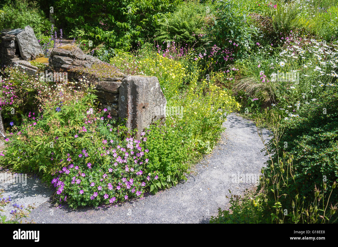 A path winds its way through the ruins of an old farm building with wild flowers in Buckland Monachorum Yelverton Devon Stock Photo