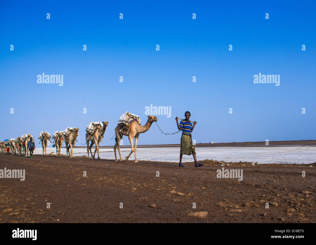 Afar tribe man camel caravans carrying salt blocks in the danakil ...