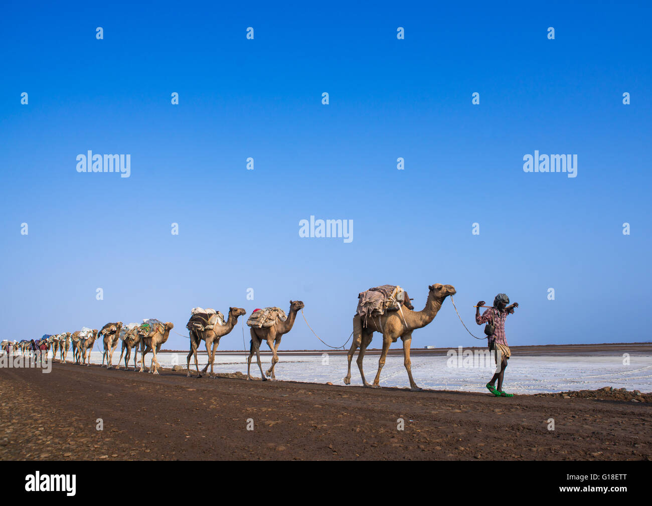 Afar tribe man camel caravans carrying salt blocks in the danakil ...