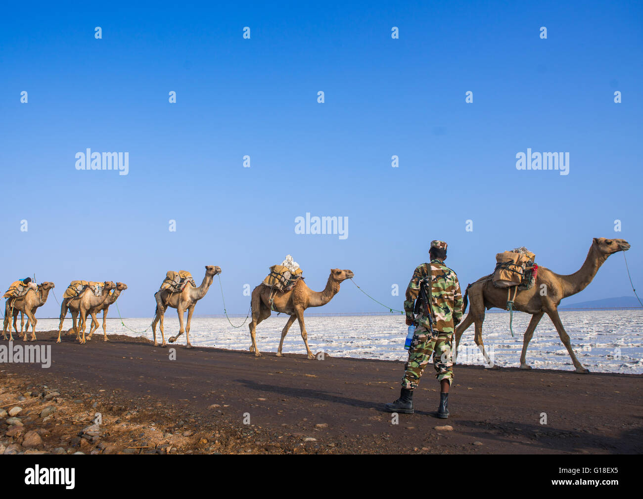 Camel caravans carrying salt blocks in the danakil depression, Afar ...