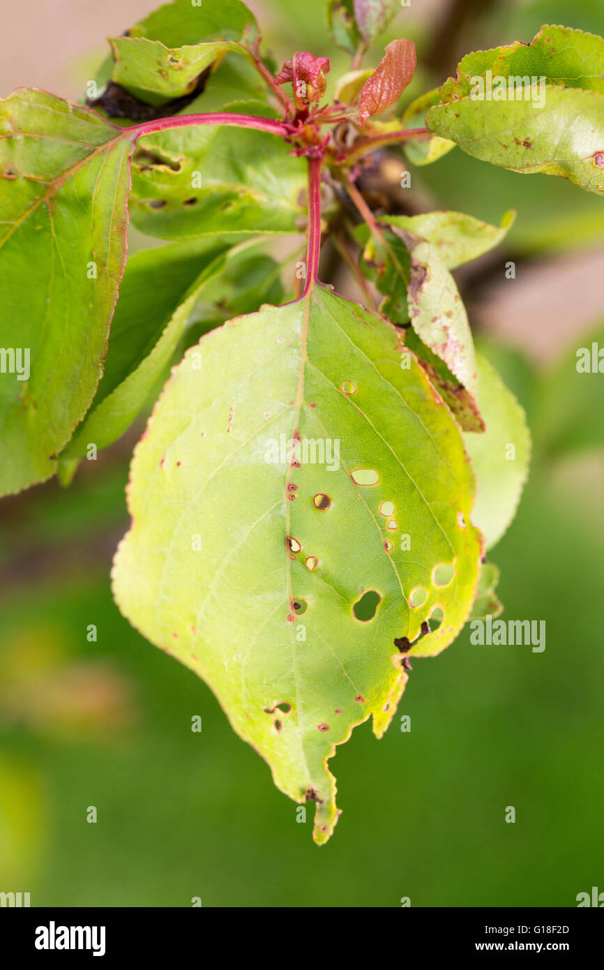 plants disease mildew pest parasite close up Stock Photo Alamy
