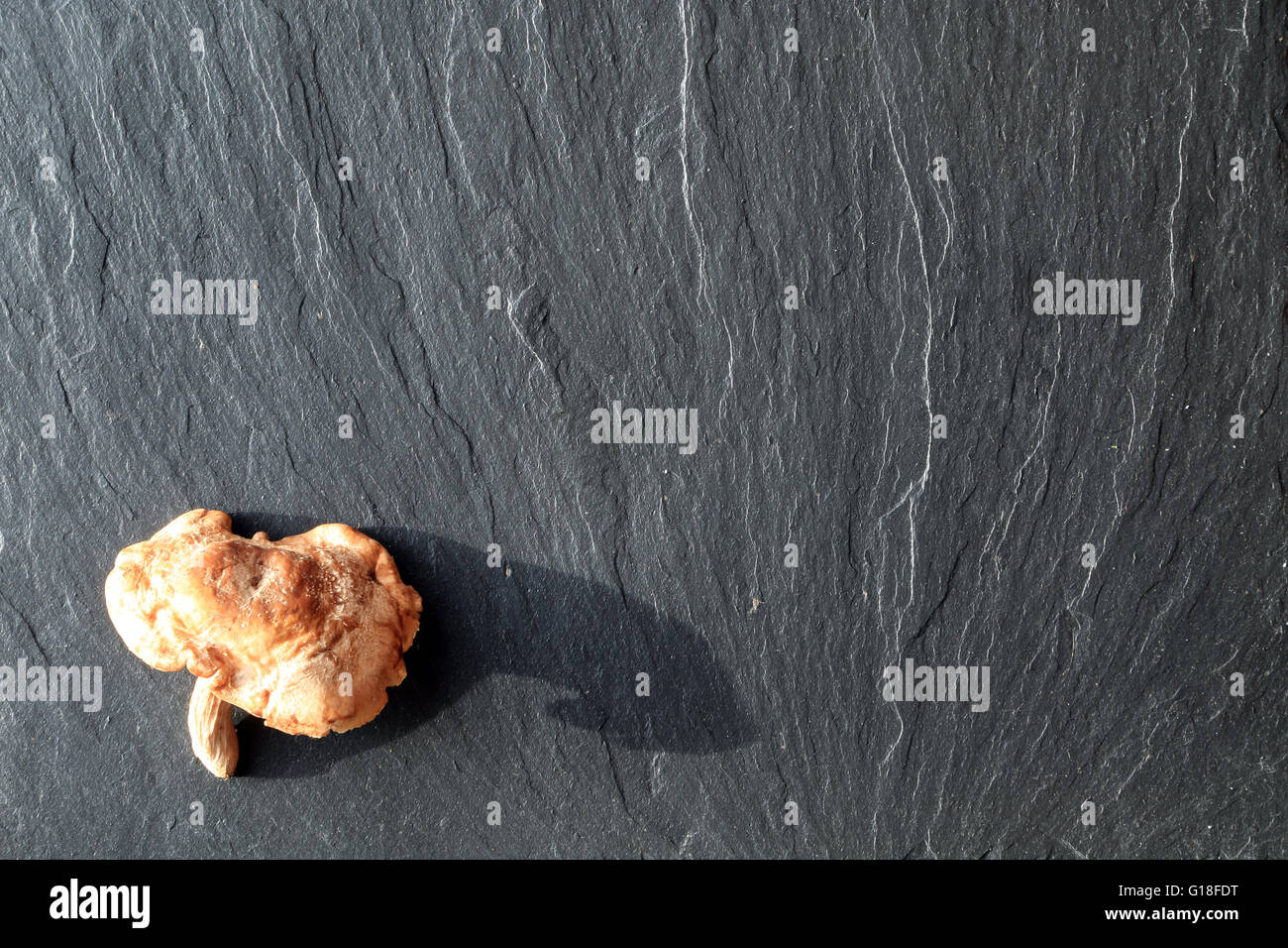 shiitake mushroom on slate background Stock Photo