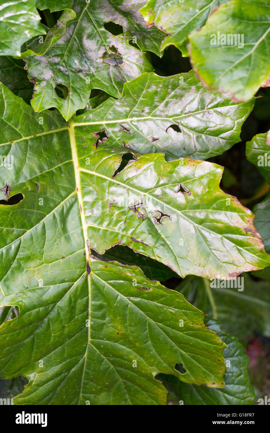 plants disease mildew pest parasite close up Stock Photo Alamy