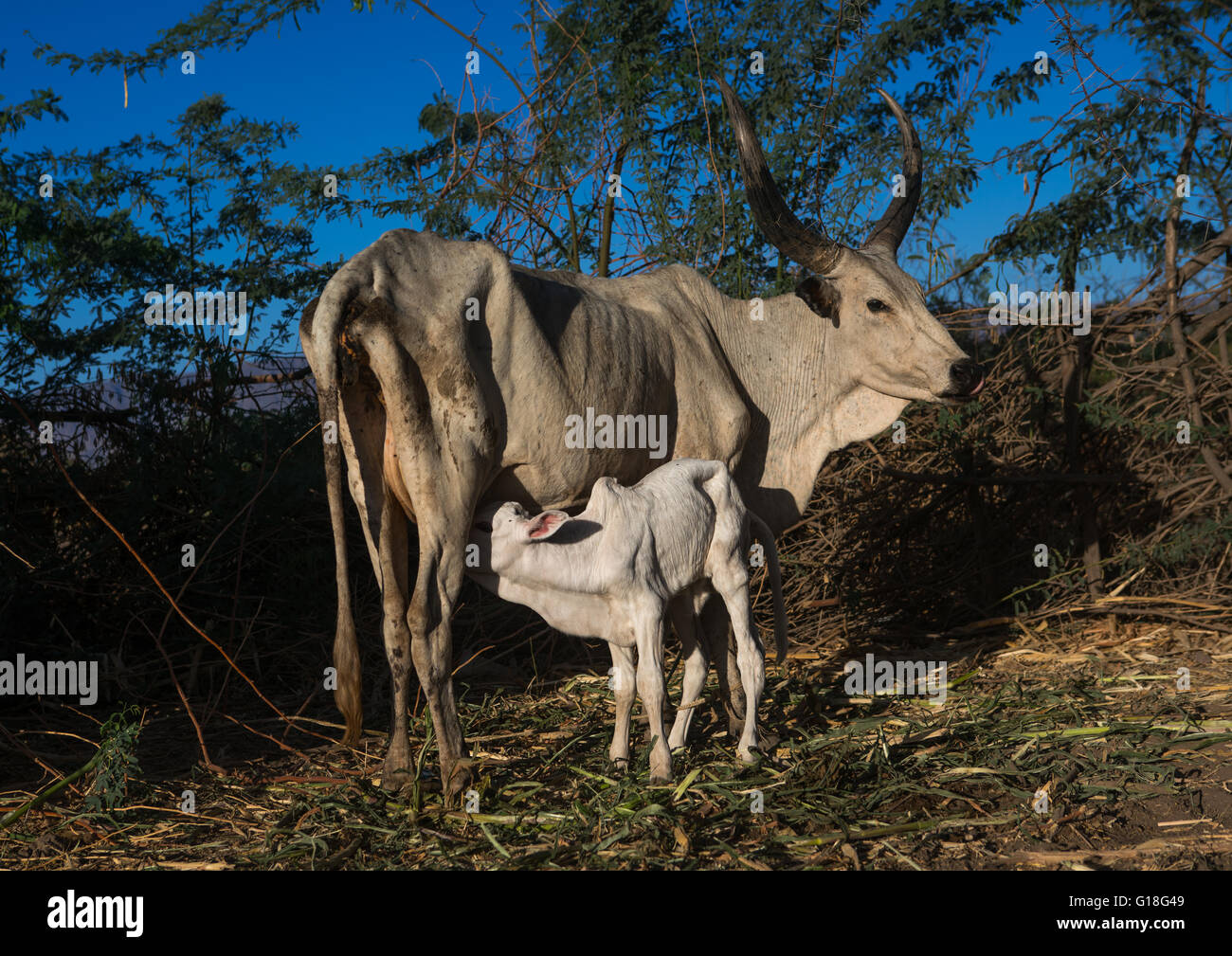 Cows In An Afar Tribe Farm, Afar Region, Afambo, Ethiopia Stock Photo 