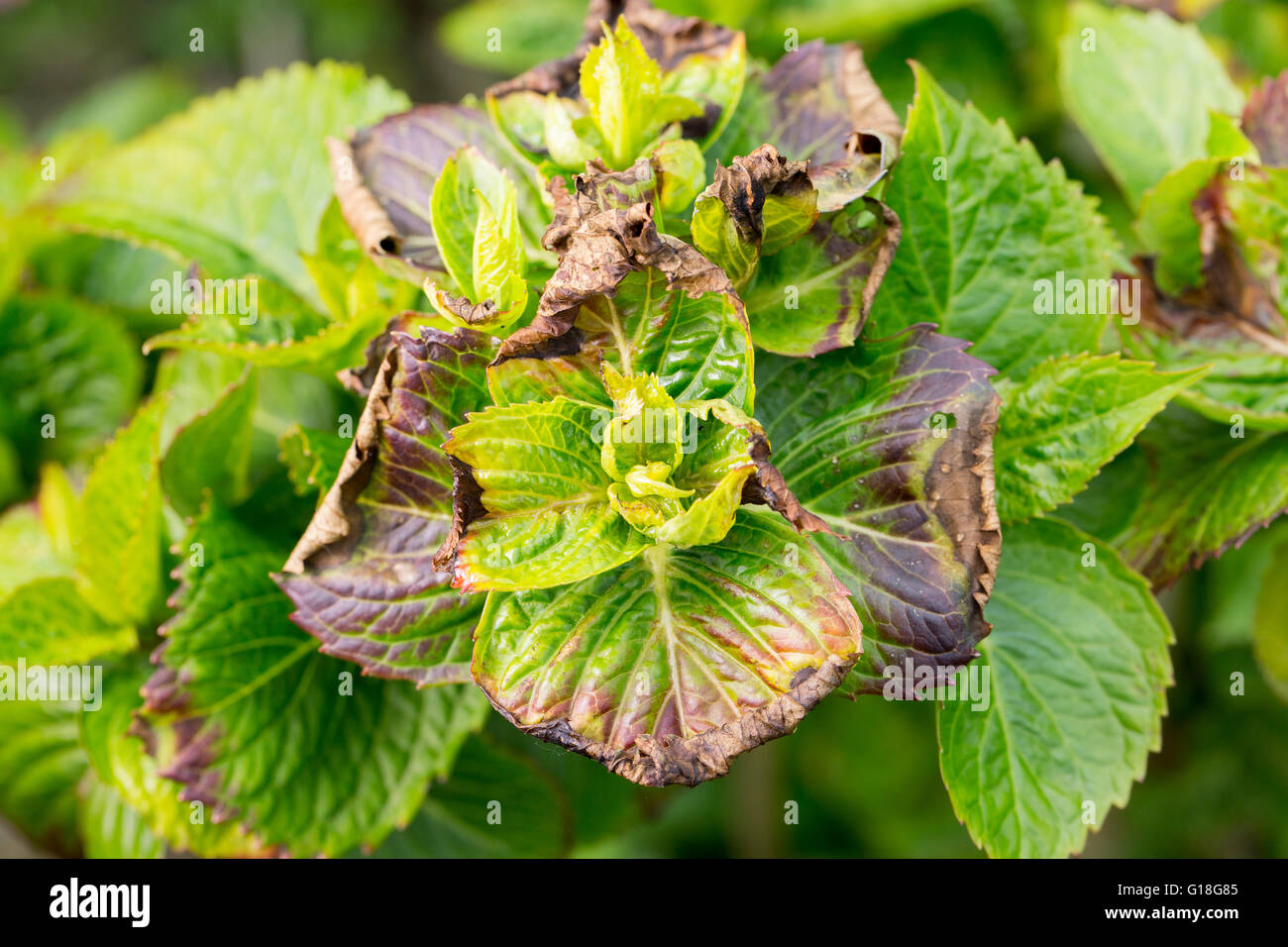 plants disease mildew pest parasite close up Stock Photo Alamy
