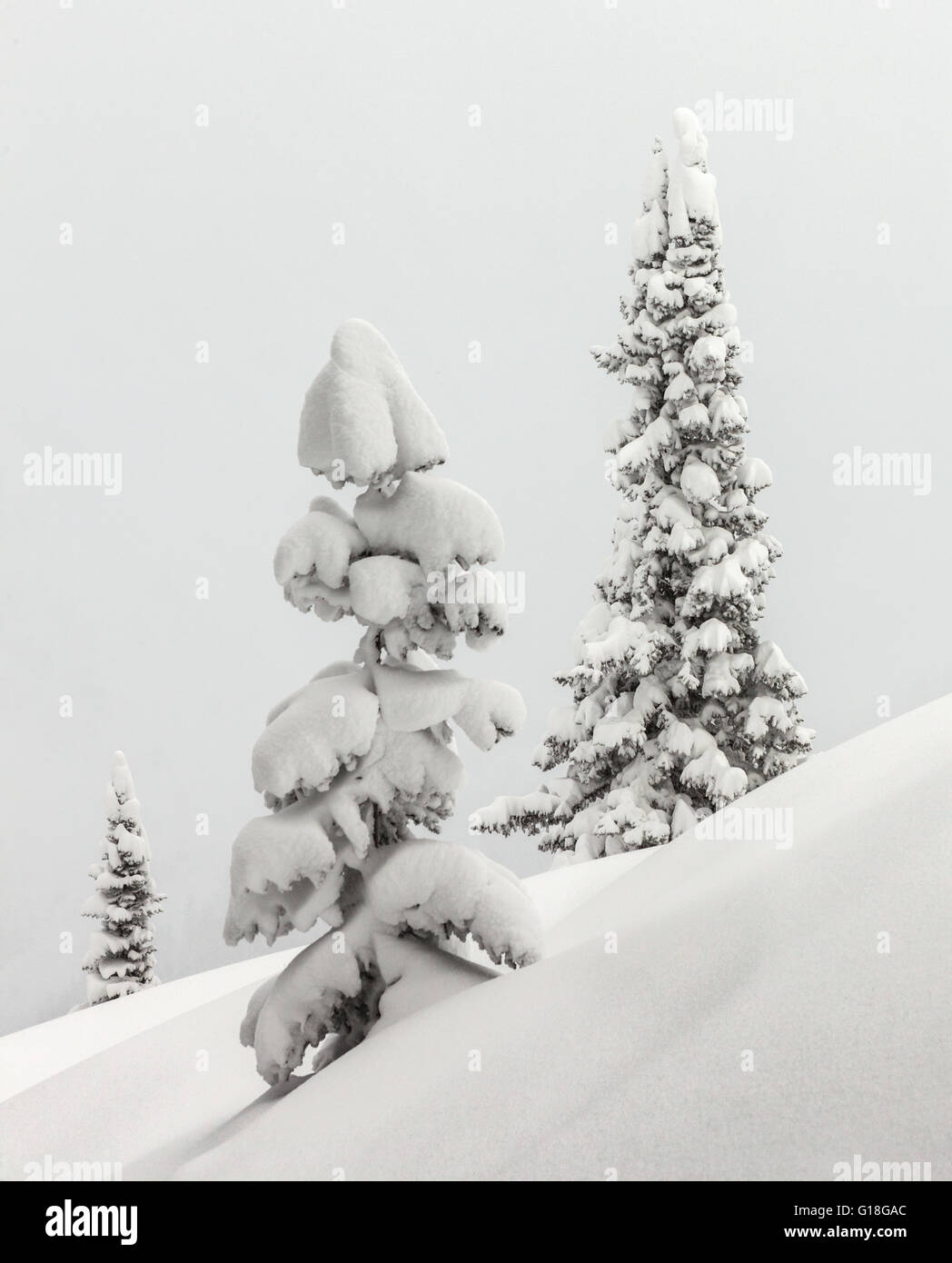 Fir Trees Under Snow High Resolution Stock Photography and Images - Alamy