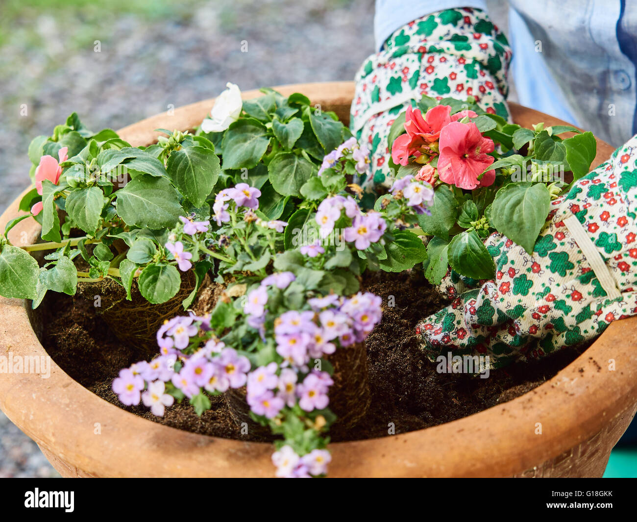 Mature woman gardening, she planting flowers, close up Stock Photo - Alamy