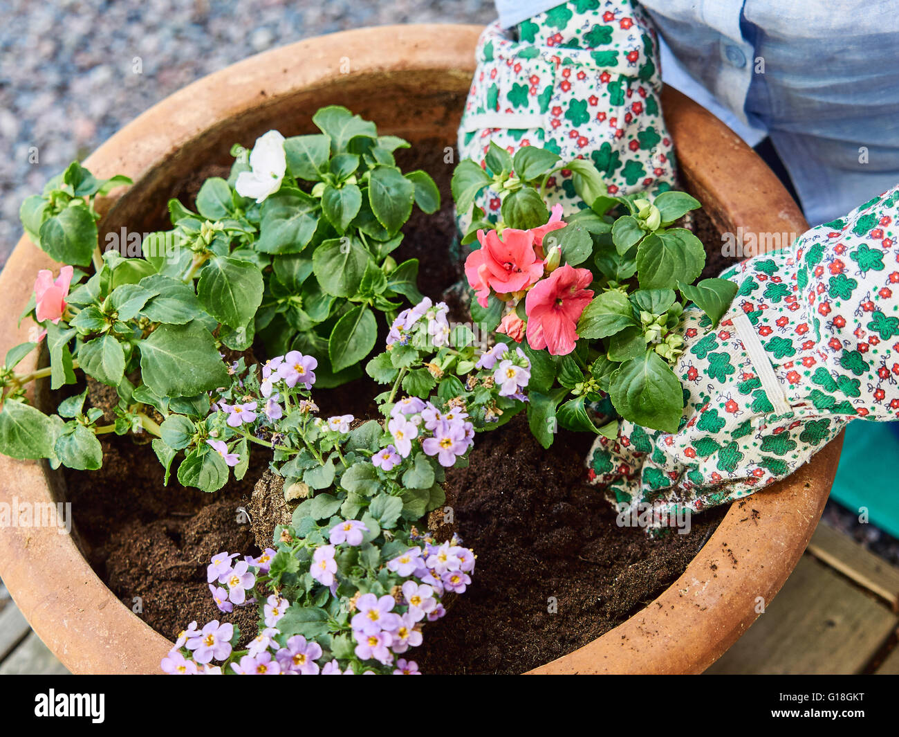 Mature woman gardening, she planting flowers, close up Stock Photo