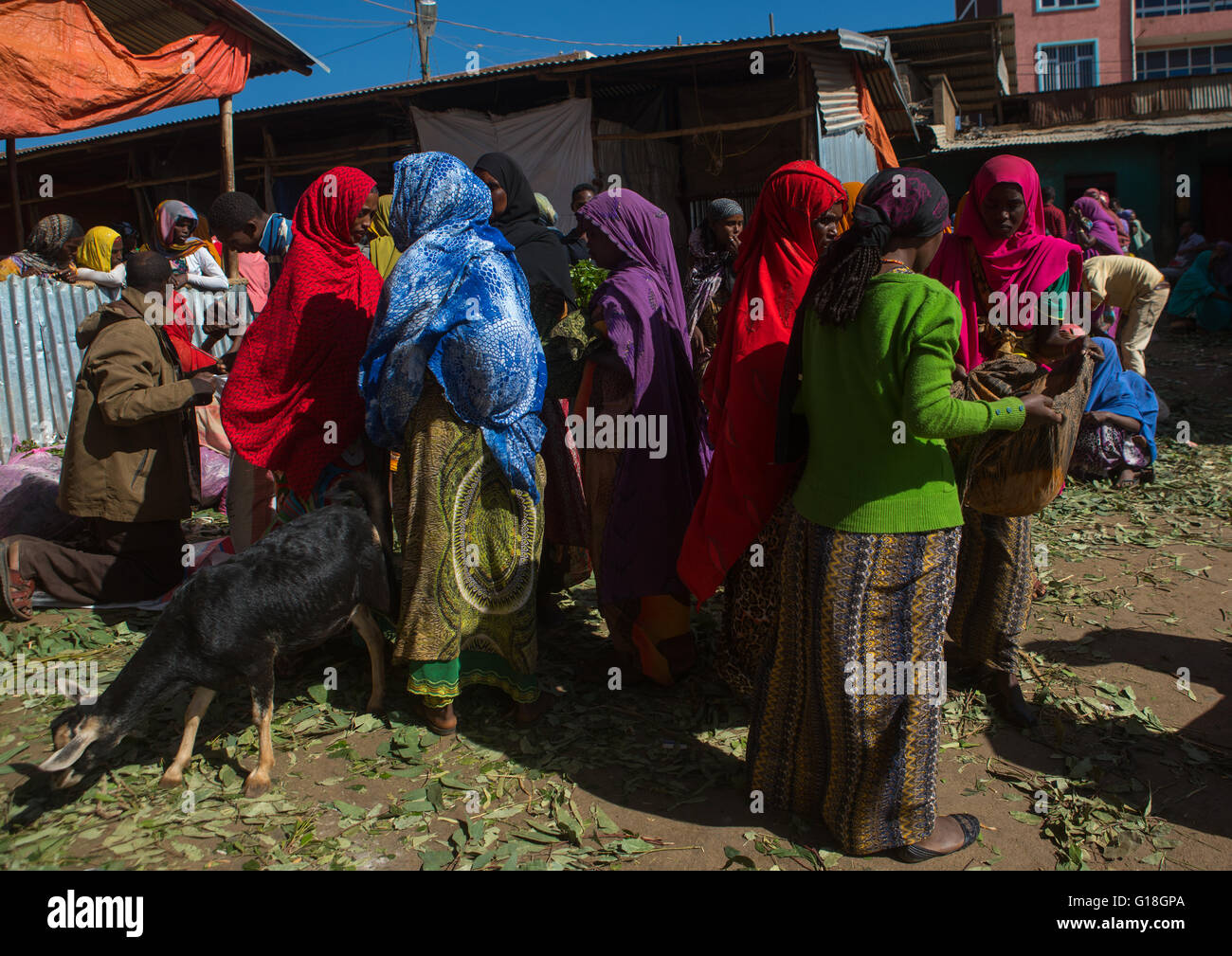 Women selling khat in the market near harar, Harari region, Awaday, Ethiopia Stock Photo