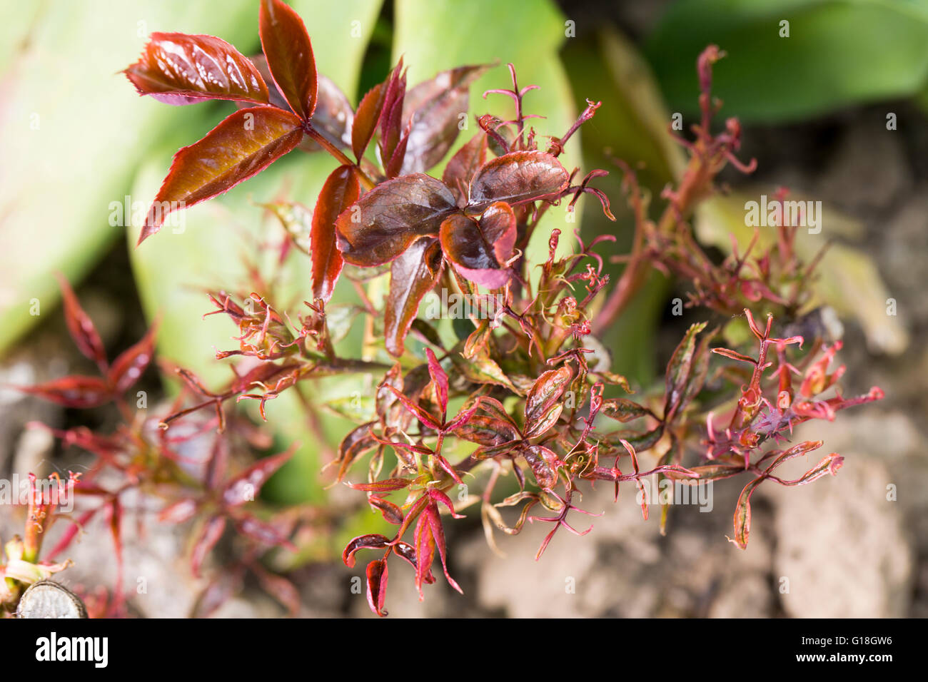 Rose bush disease pest parasite leaf garden Stock Photo - Alamy