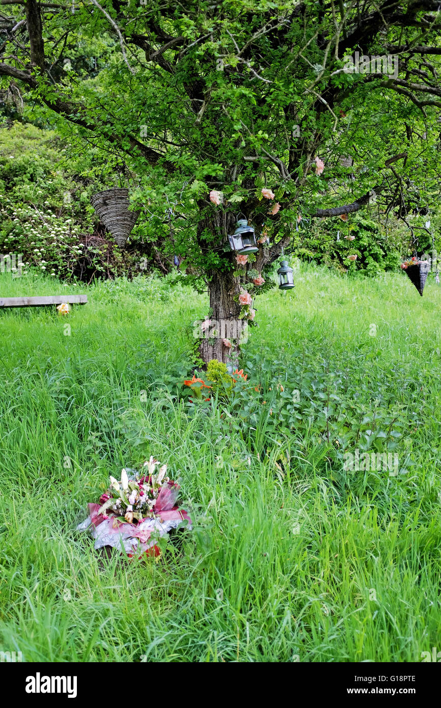 Brighton, UK. 11th May, 2016. The memorial tree at Wild Park in Brighton where the bodies of murdered schoolgirls Nicola Fellows and Karen Hadaway were discovered almost 30 years ago . A man was arrested yesterday in connection with what became known as The Babes in the Wood Murders  © Simon Dack/Alamy Live News  Credit:  Simon Dack/Alamy Live News Stock Photo