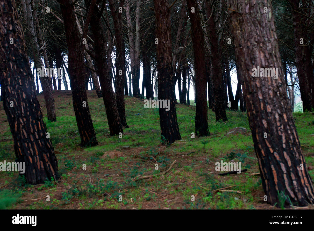 Ficuzza Wood (Bosco di Ficuzza), Godrano, Sicily Stock Photo