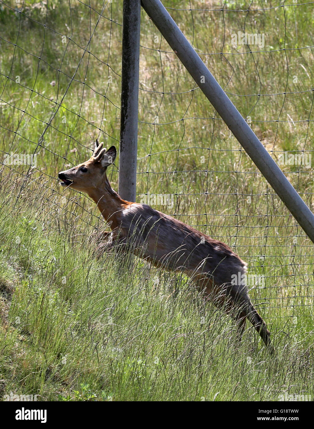 A deer chases off the A20 motorway between Sanitz and Dummerstorf