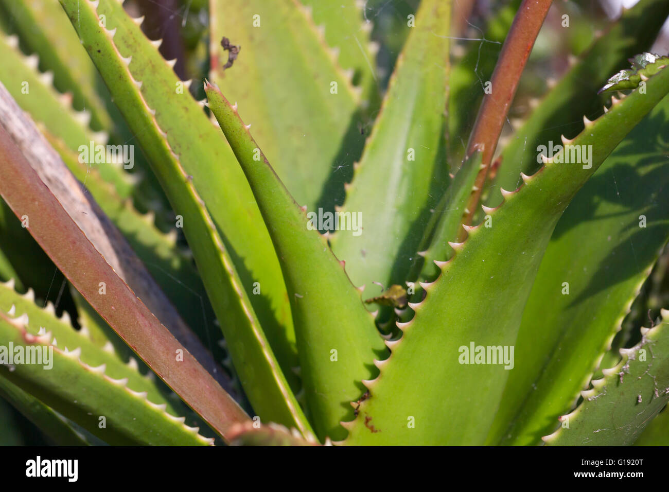 Leaves of medicinal aloe vera plant Stock Photo Alamy
