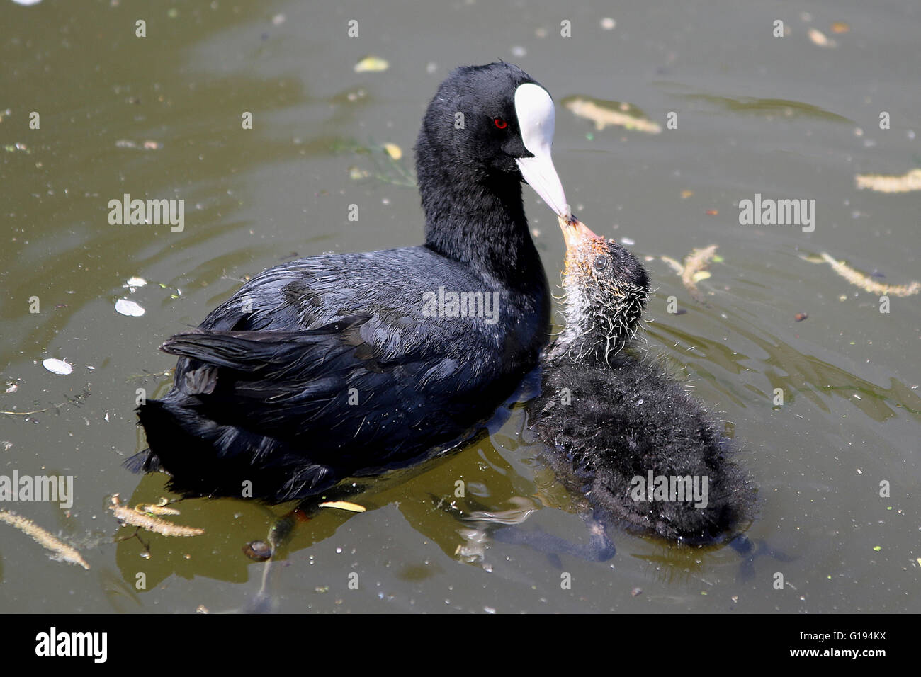 A coot with her chick taken on the Limehouse Cut canal, near Stratford, London Stock Photo
