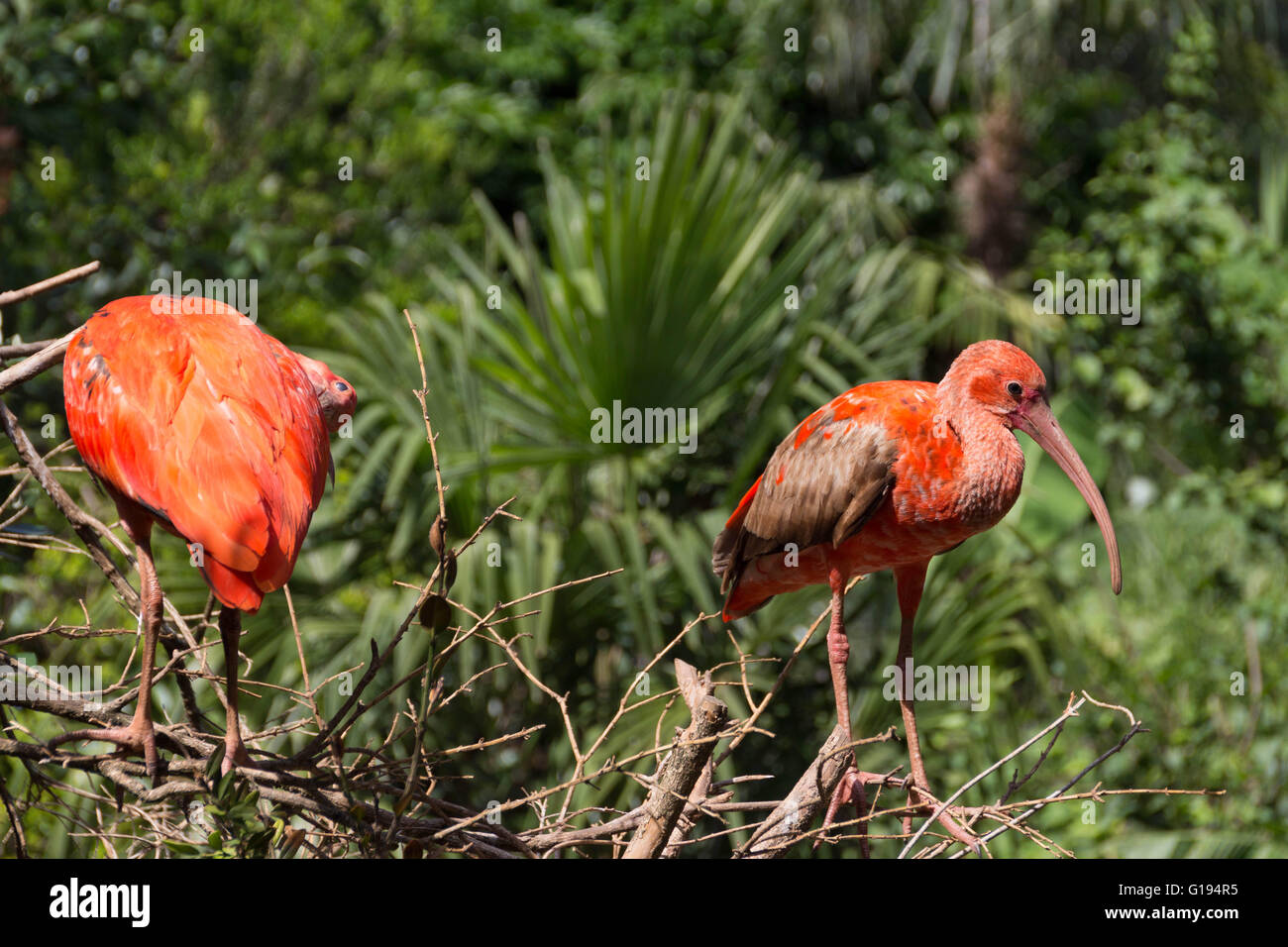 Scarlet Ibis Guyana Hi res Stock Photography And Images Alamy