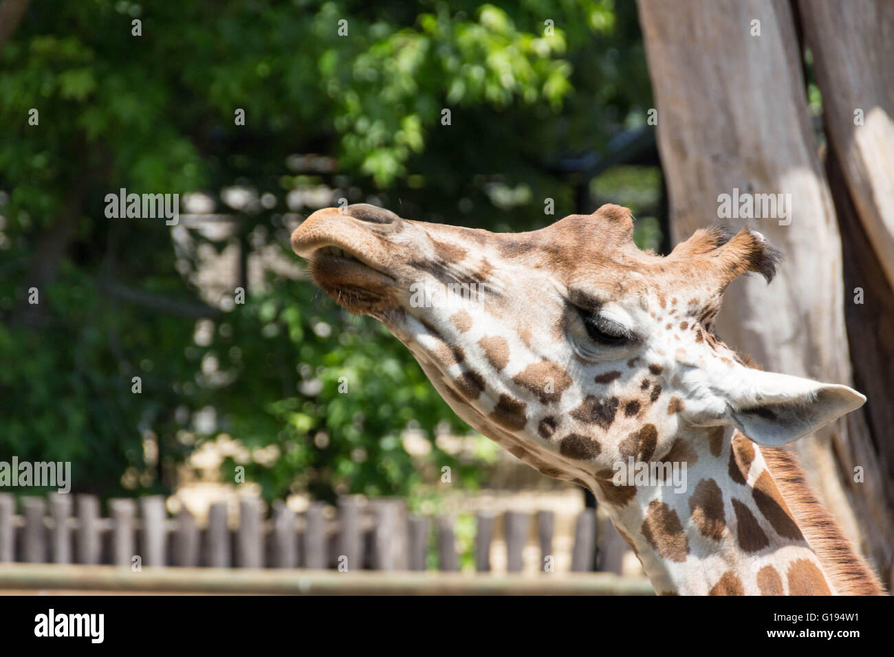 Giraffe looks upwards Stock Photo