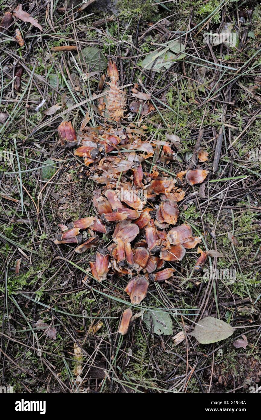 Corsican Pine, Pinus nigra laricio cones, debris after feeding by Grey Squirrel, Wales, UK Stock Photo
