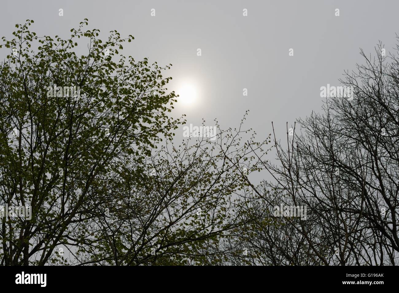 Wych Elm, Ulmus glabra trees in Spring in hazy misty sunshine, Wales, UK Stock Photo
