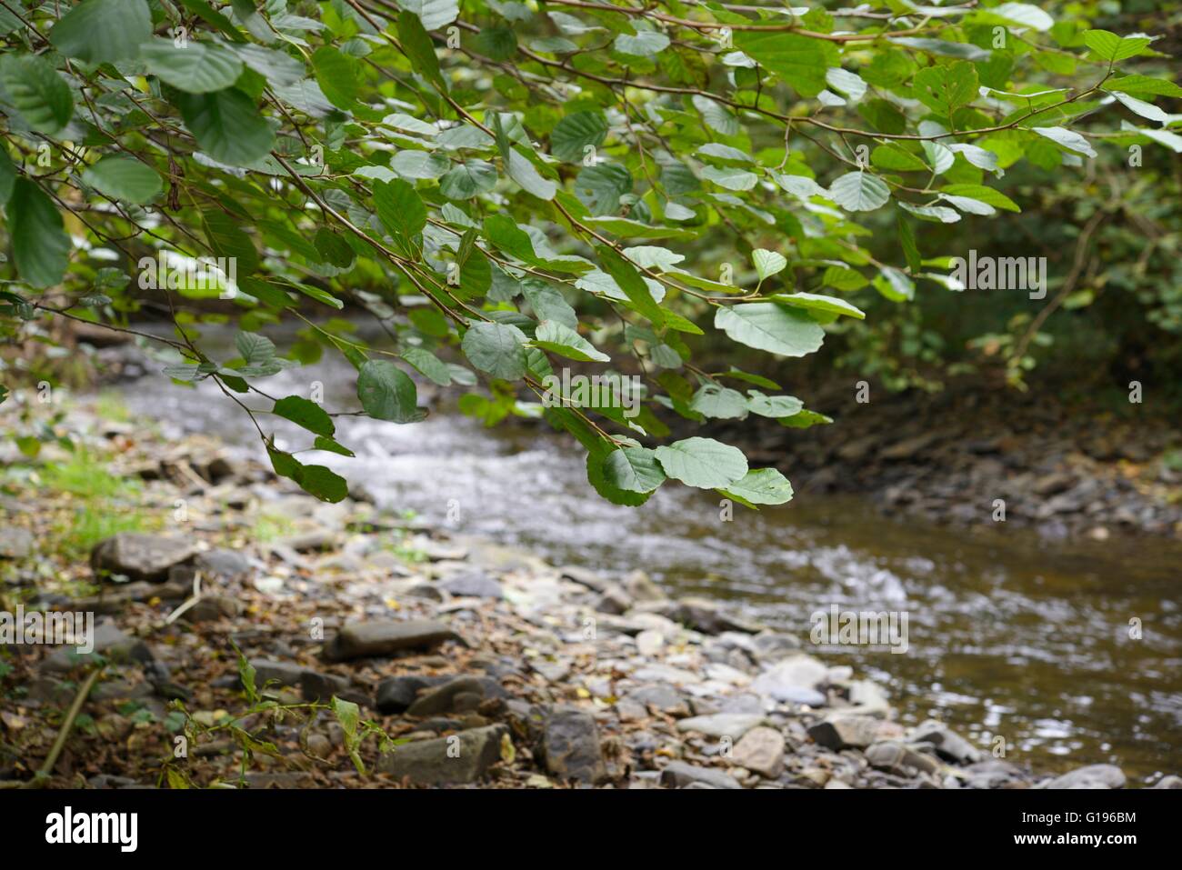 Alder, Alnus glutinosa tree overhanging a river, Wales, UK Stock Photo