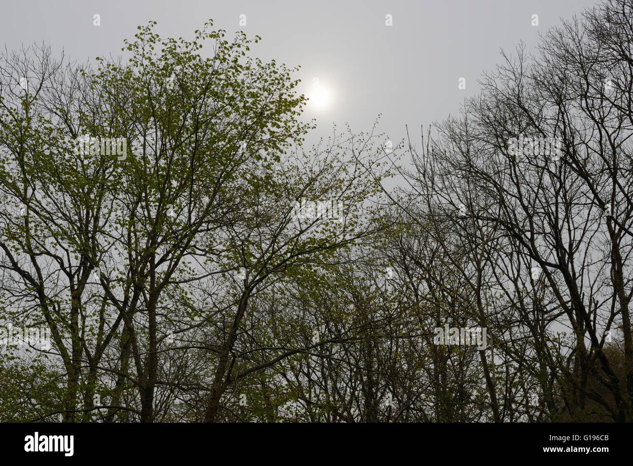 Wych Elm, Ulmus glabra trees in Spring in hazy misty sunshine, Wales, UK Stock Photo