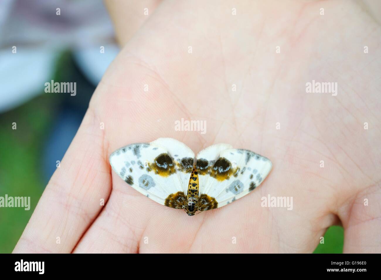 Child holding a Clouded Magpie Moth, Abraxus sylvata, Wales, UK. Stock Photo