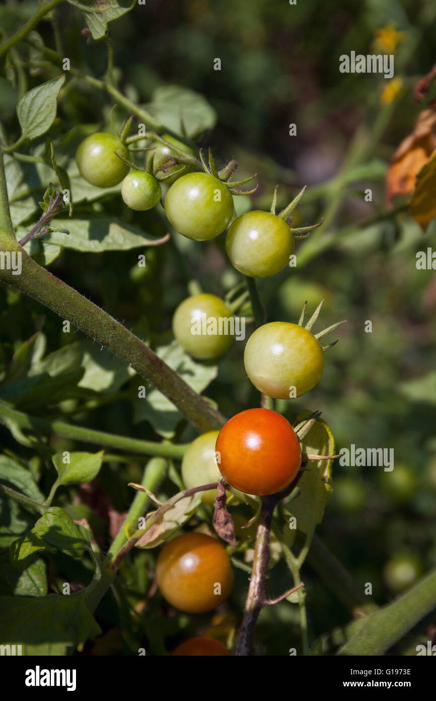 Red and green cherry tomatoes in the garden Stock Photo - Alamy