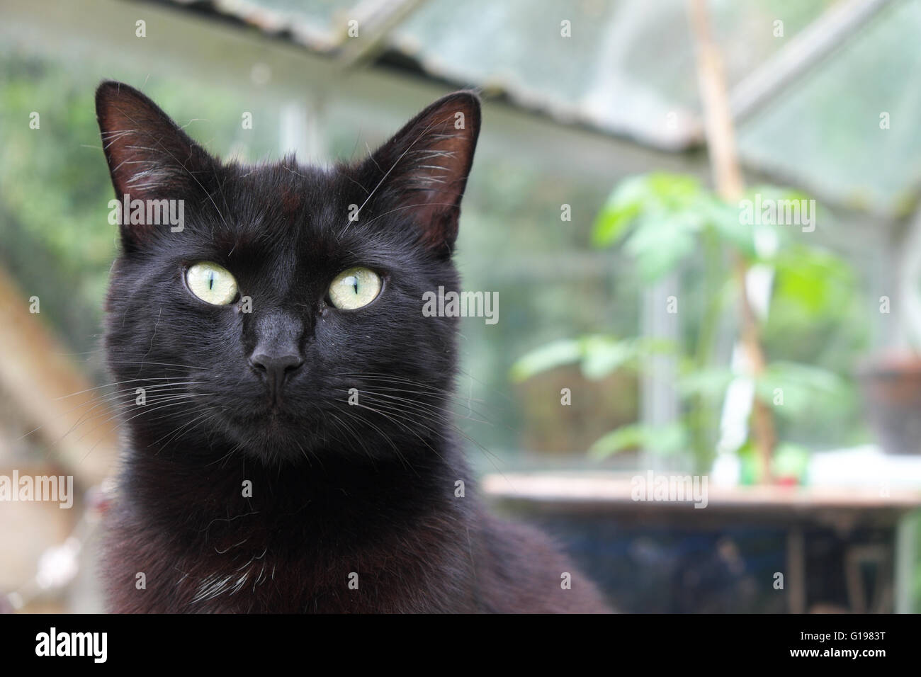 Domestic pet back cat sitting hi-res stock photography and images